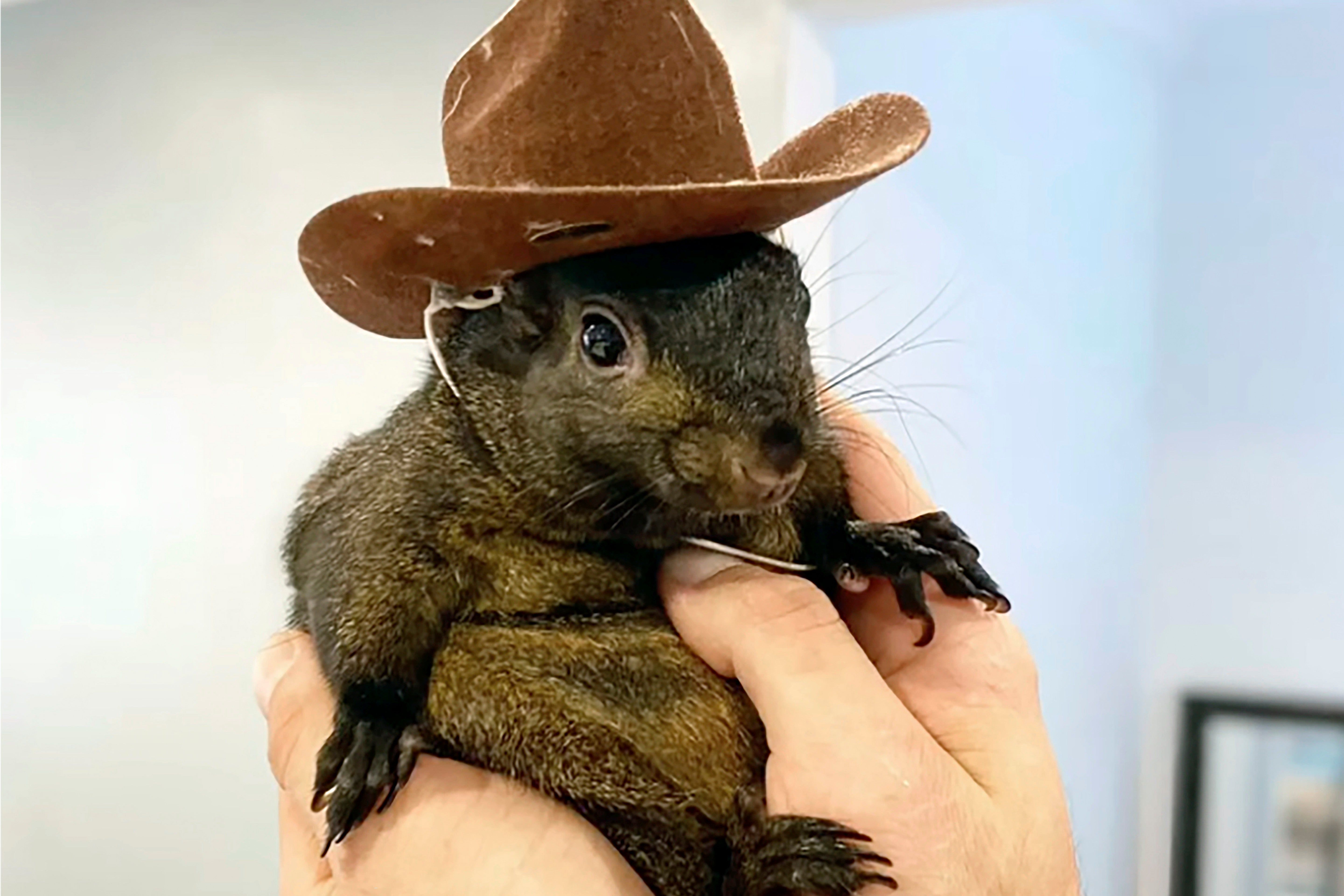 Pet_Squirrel_Seized_85935.jpg